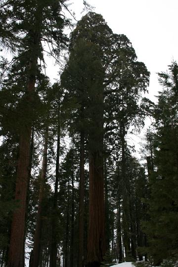 20-Sequoia 0013.JPG